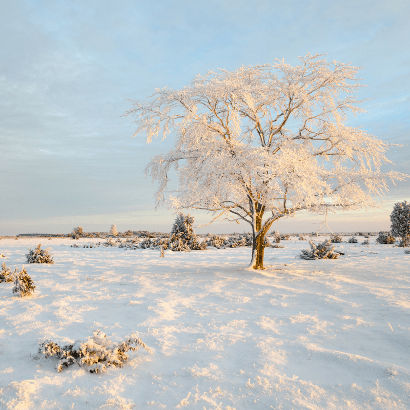 How to Stop Binge Eating During the Holidays